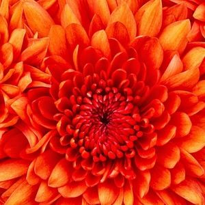 Meet your Posher, Daniela